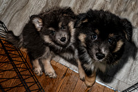 Bryde Family & Finish Lapphund Pups - TJP (13 of 60)