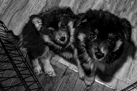 Bryde Family & Finish Lapphund Pups - BW - TJP (13 of 60)