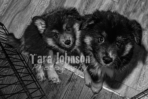 Bryde Family & Finish Lapphund Pups - BW - TJP (13 of 60)