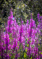 Phoenix Park Trip (10 of 40)