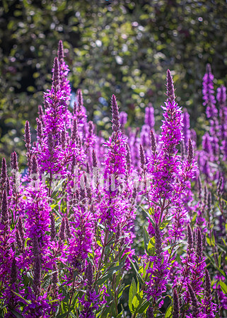 Phoenix Park Trip (10 of 40)