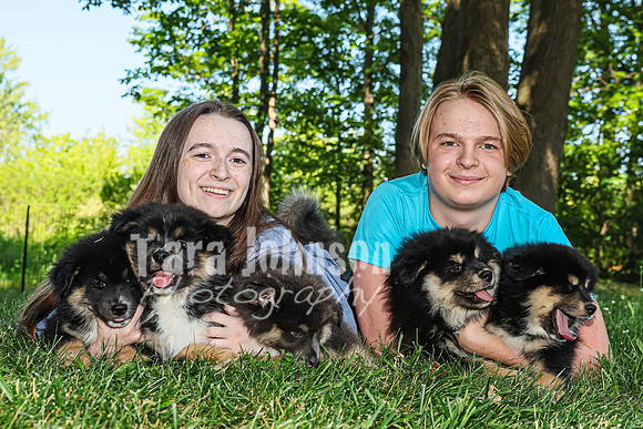 Bryde Family & Finish Lapphund Pups - TJP (52 of 60)