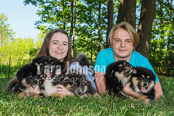 Bryde Family & Finish Lapphund Pups - TJP (51 of 60)