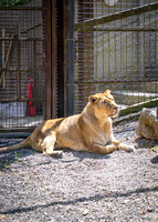 Dublin Zoo Trip (13 of 36)