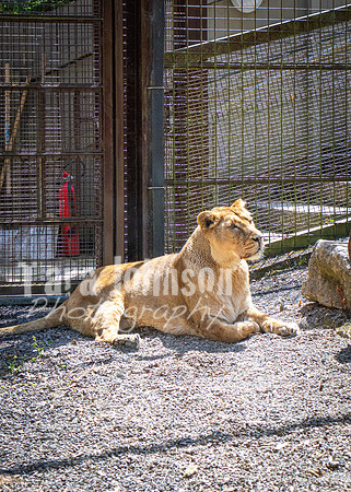 Dublin Zoo Trip (13 of 36)