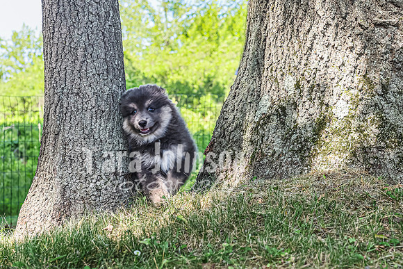 Bryde Family & Finish Lapphund Pups - TJP (58 of 60)