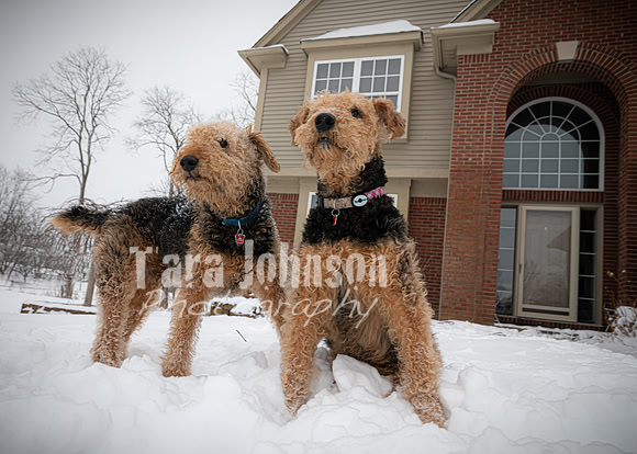 Woodrow & Lilly - TJP (14 of 64)