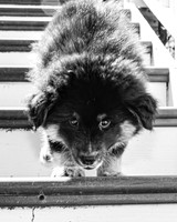 Bryde Family & Finish Lapphund Pups - BW - TJP (14 of 60)