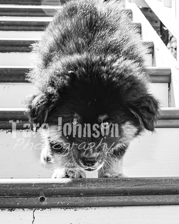 Bryde Family & Finish Lapphund Pups - BW - TJP (14 of 60)