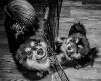 Bryde Family & Finish Lapphund Pups - BW - TJP (3 of 60)