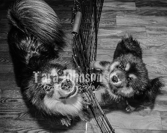 Bryde Family & Finish Lapphund Pups - BW - TJP (3 of 60)