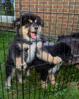 Bryde Family & Finish Lapphund Pups - TJP (20 of 60)