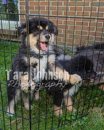 Bryde Family & Finish Lapphund Pups - TJP (20 of 60)