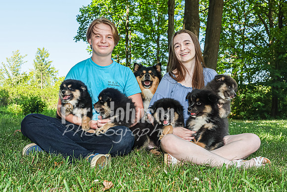 Bryde Family & Finish Lapphund Pups - TJP (34 of 60)