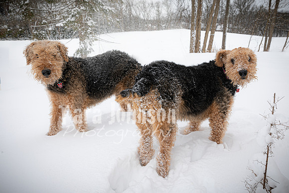 Woodrow & Lilly - TJP (38 of 64)