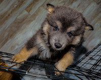 Bryde Family & Finish Lapphund Pups - TJP (4 of 60)