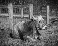Baily Hagg @ Kensington Farm - BW - TJP (11 of 58)