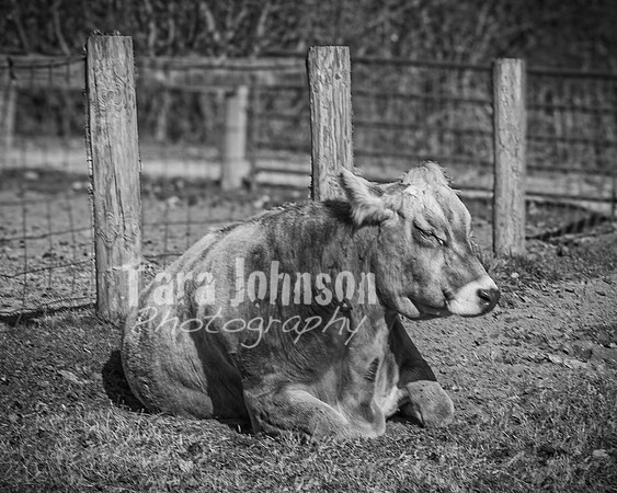 Baily Hagg @ Kensington Farm - BW - TJP (11 of 58)