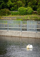 Galway Day Trip - Riverside Walk (2 of 57)