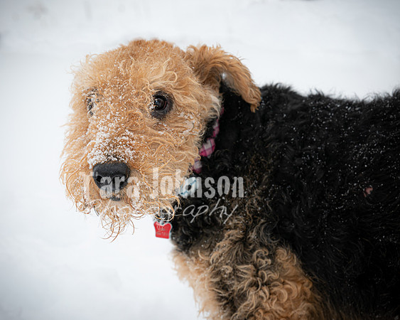 Woodrow & Lilly - TJP (47 of 64)