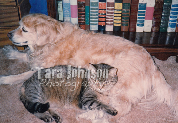 1995 Lacey & Kitty Kitty