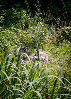 Dublin Zoo Trip (7 of 36)