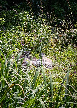 Dublin Zoo Trip (7 of 36)