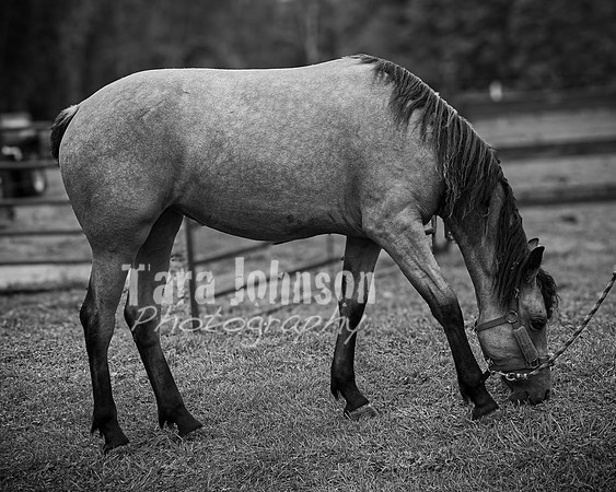 Wyman Family - BW - TJP (36 of 36)