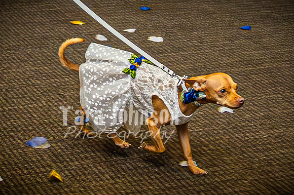 Mitch & Kelly - Reception - TJP (11 of 87)
