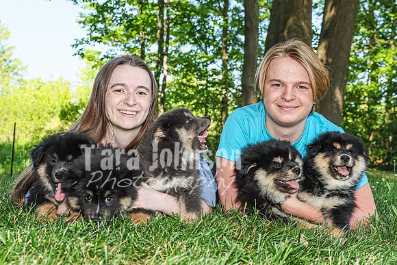 Bryde Family & Finish Lapphund Pups - TJP (53 of 60)