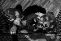 Bryde Family & Finish Lapphund Pups - BW - TJP (11 of 60)