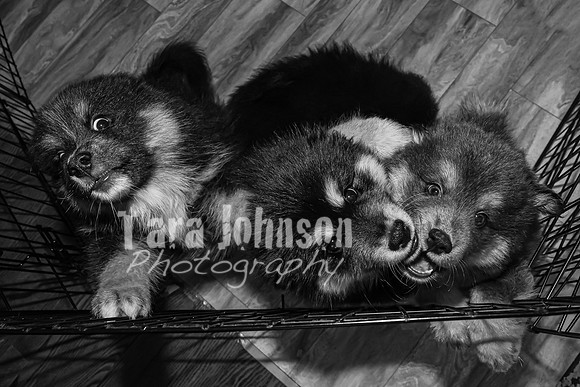 Bryde Family & Finish Lapphund Pups - BW - TJP (11 of 60)