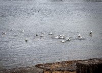 Galway Day Trip - Waterfront View (2 of 104)