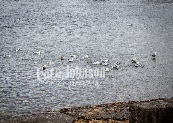 Galway Day Trip - Waterfront View (2 of 104)