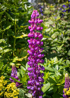 Phoenix Park Trip (18 of 40)