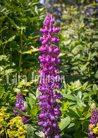 Phoenix Park Trip (18 of 40)