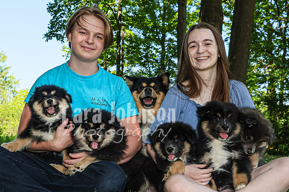 Bryde Family & Finish Lapphund Pups - TJP (36 of 60)