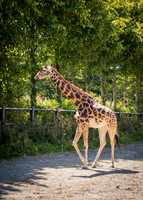 Dublin Zoo Trip (16 of 36)