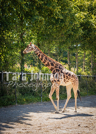 Dublin Zoo Trip (16 of 36)