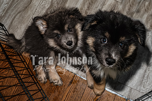 Bryde Family & Finish Lapphund Pups - TJP (13 of 60)