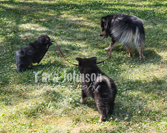 Bryde Family & Finish Lapphund Pups - TJP (59 of 60)