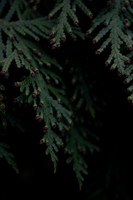 KEEP.NFP (10 of 152)