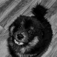 Bryde Family & Finish Lapphund Pups - BW - TJP (8 of 60)