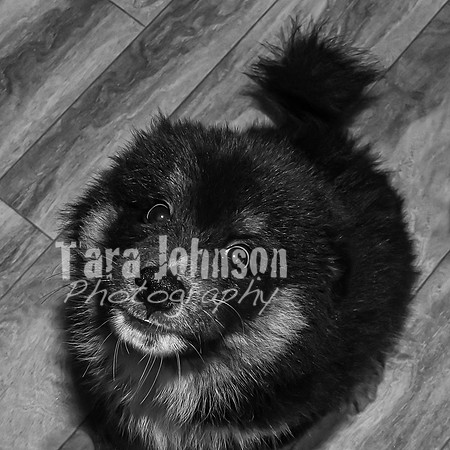 Bryde Family & Finish Lapphund Pups - BW - TJP (8 of 60)