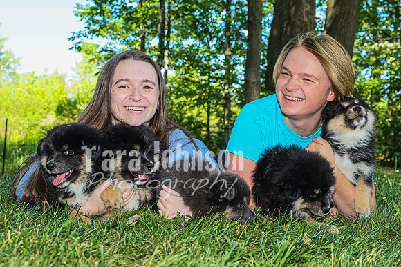 Bryde Family & Finish Lapphund Pups - TJP (49 of 60)