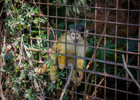 Dublin Zoo