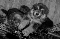 Bryde Family & Finish Lapphund Pups - BW - TJP (2 of 60)