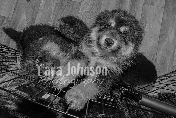 Bryde Family & Finish Lapphund Pups - BW - TJP (2 of 60)