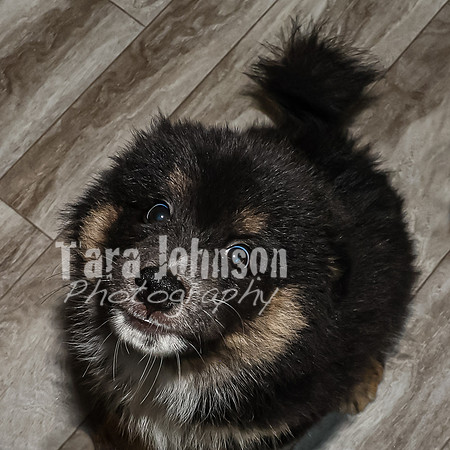 Bryde Family & Finish Lapphund Pups - TJP (8 of 60)