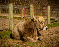 Baily Hagg @ Kensington Farm - Color - TJP (11 of 58)